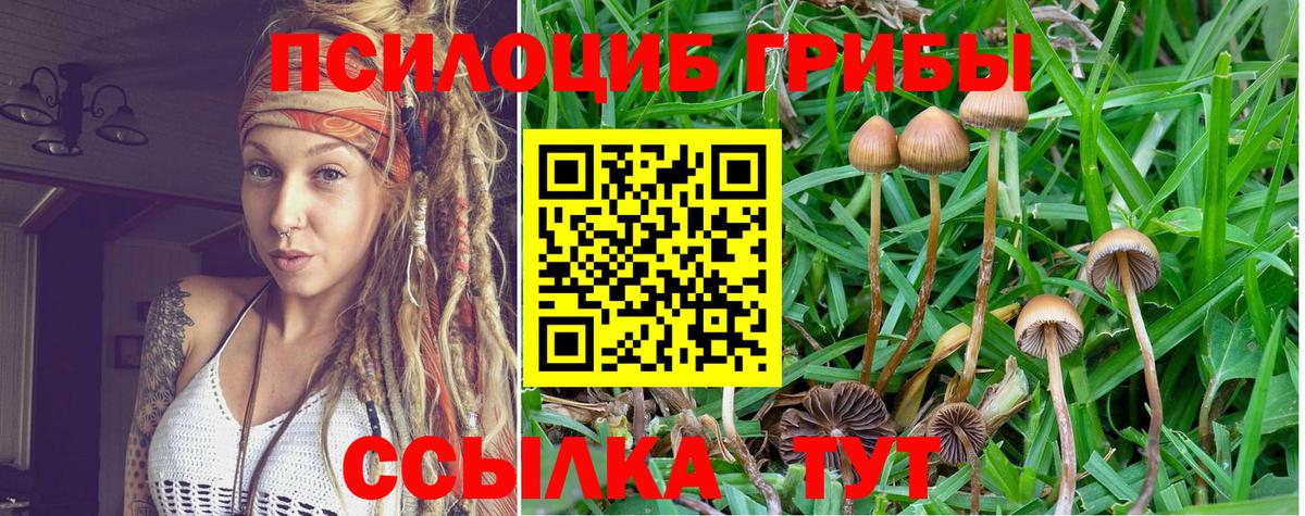 Псилоцибиновые грибы Cubensis  Котлас  Псилоцибиновые грибы GOLDEN TEACHER 