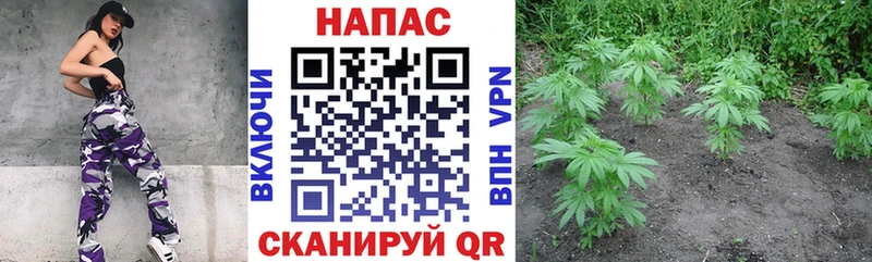 Шишки марихуана марихуана  купить наркоту  Котлас 